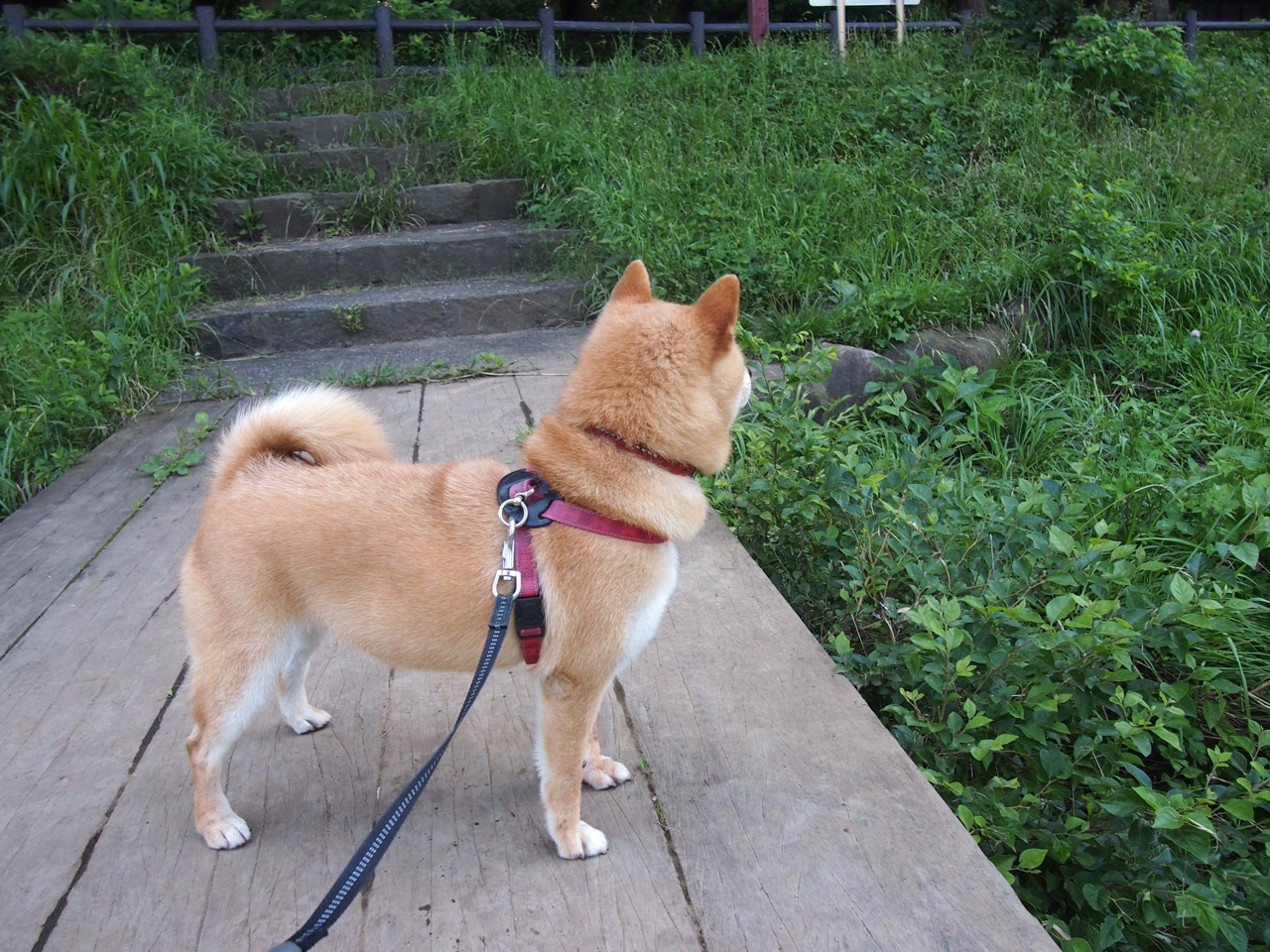 西布朗换帅见成效,铝土矿工重新找回节奏,西布朗球员