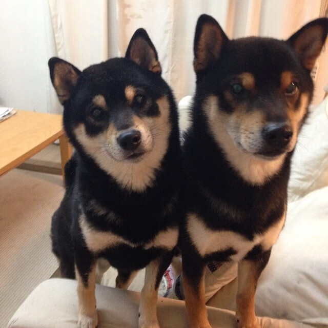 阿尔巴尼亚国家队备战国际对决,迎战对手,阿尔巴尼亚国家足球队