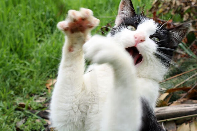 AYX体育官网-全国青少年铁人三项在上海录得佳绩，铁人三项青少年组的具体年龄