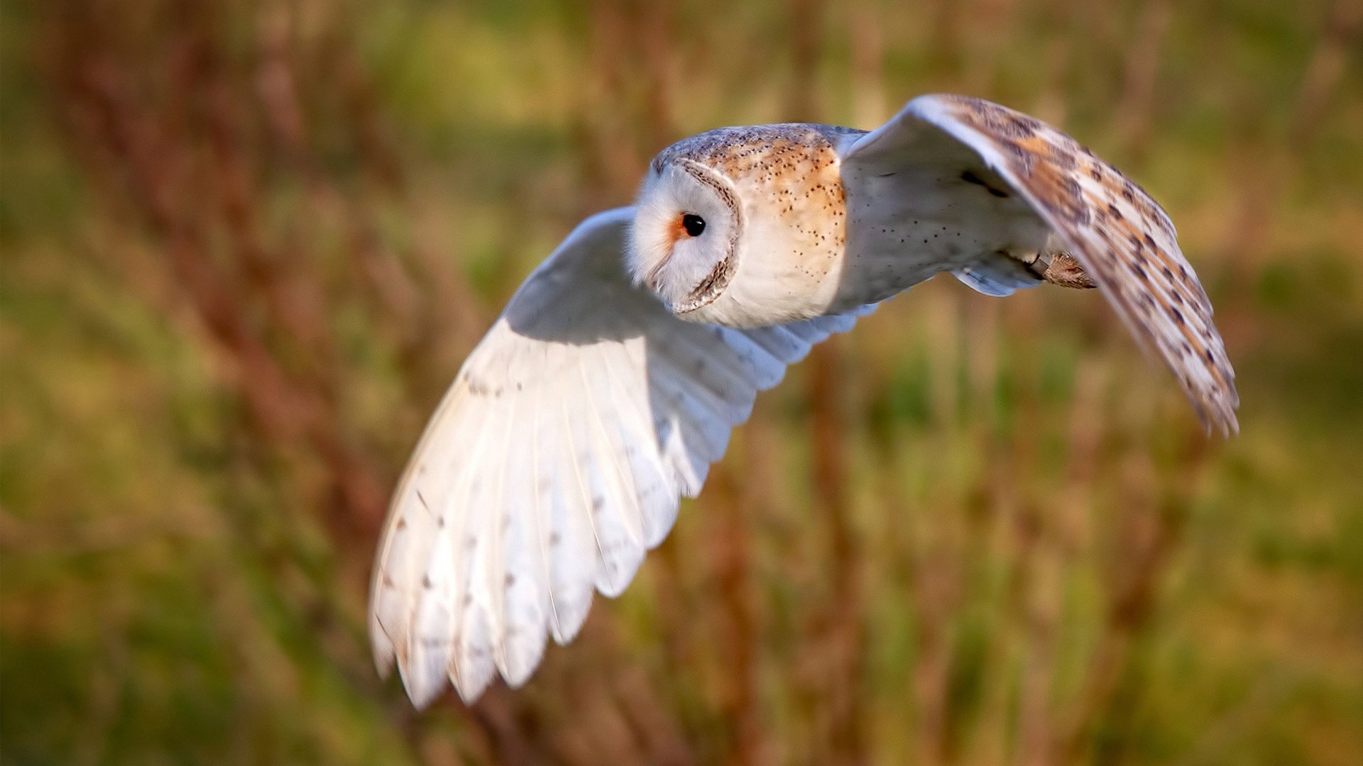 意甲 VAR 裁判判罚一致性对赛果稳定性影响,var裁判技术
