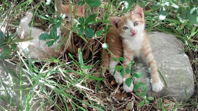 青少年体育训练安全管理制度研究,2017年青少年体育工作要点