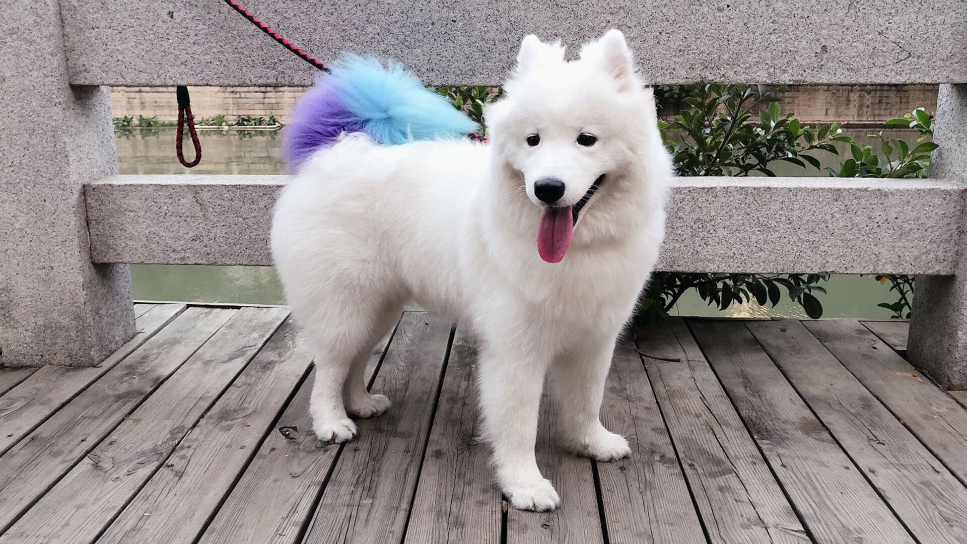 国家队常年无队魂核心人物引领,国家队队员有什么待遇