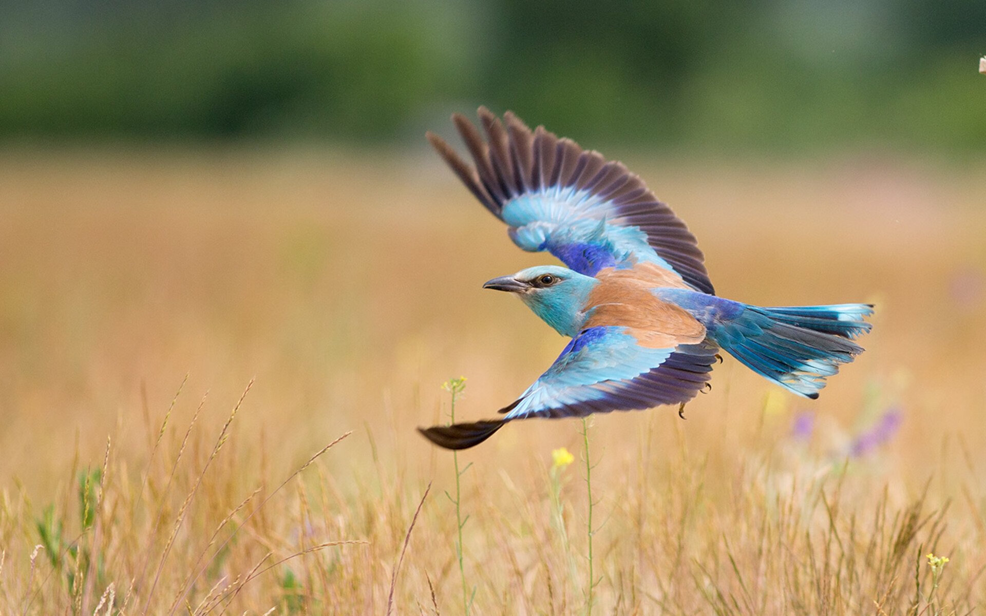 爱游戏登录入口-埃及队未来发展：从国内赛事到世界顶级竞技平台，埃及队怎么样