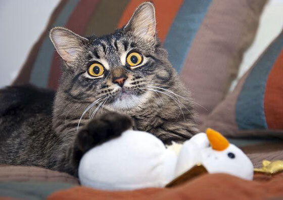 羽毛球赛场技术水平提升，羽毛球比赛中的技术要领视频