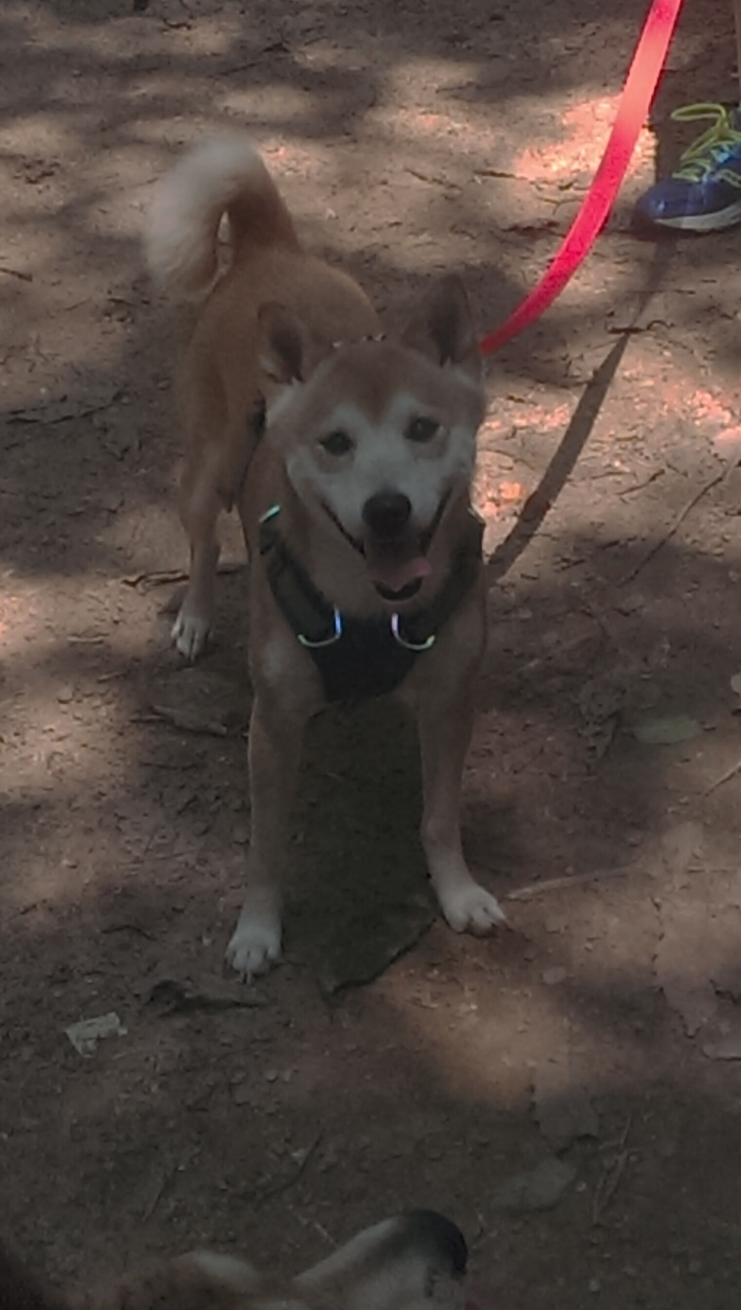 足球青训缺少转会收益回报机制,足球青训赚钱吗