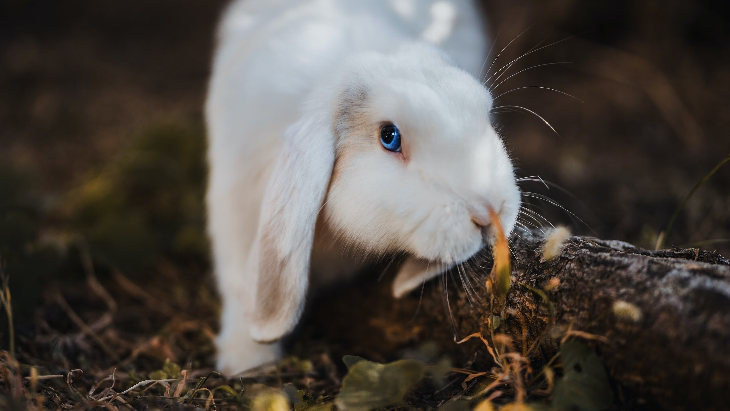 世界杯精彩纷呈:里程碑式的经典剧目!,世界杯精彩片段
