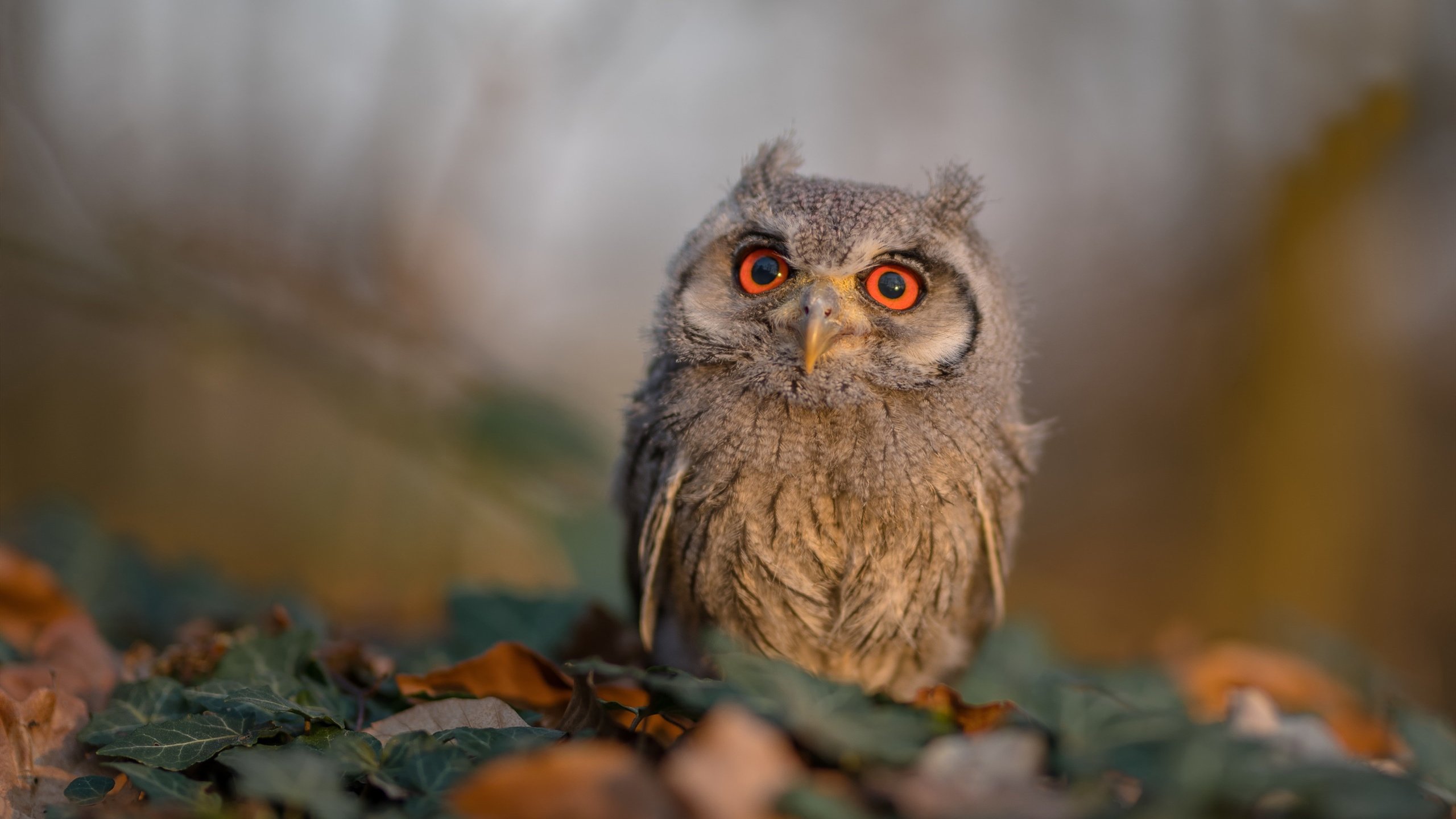 爱游戏中国官方网站平台-利比亚女篮在非洲锦标赛中奋战不止，追求更高目标，利比亚谁赢了