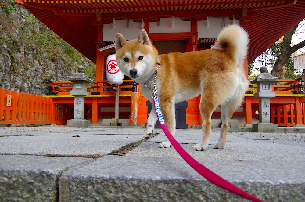 格鲁吉亚女篮在欧洲锦标赛中表现出色,迈向全球舞台,格鲁吉欧女王vs