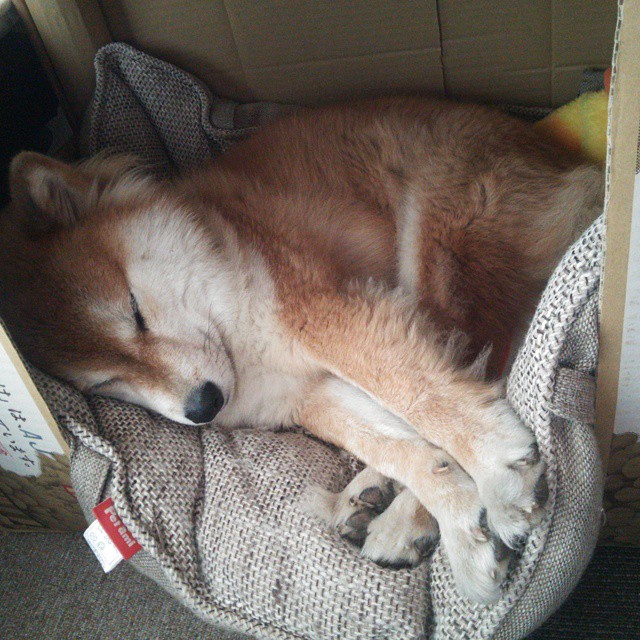 爱游戏app-科特迪瓦男篮在非洲锦标赛中不断多点开花，升华体育精神，科特迪瓦非洲杯