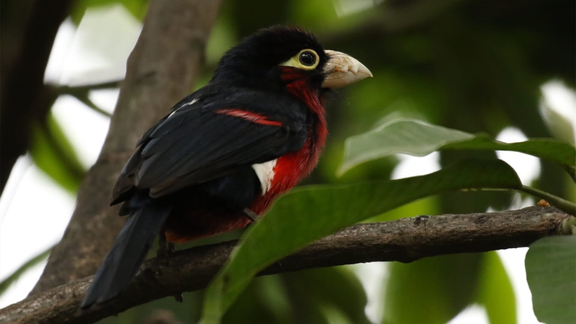 爱游戏-美国队接力技术细节获教练高度评价，美国队接力赛