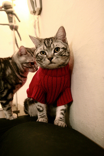 谢佩玲跳台表现成赛场焦点，谢佩璇个人资料